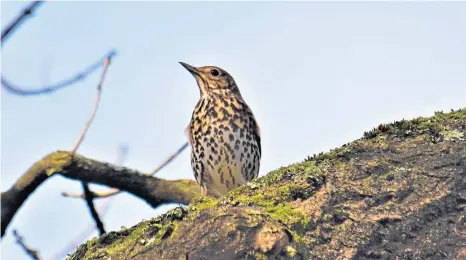  ?? ?? Hearing the song thrush late in the year is unusual as many seek warmer climes – but some are still around and in fine voice.