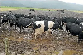  ??  ?? Animal rights group Safe has released photos showing cows in mud-filled paddocks with no shelter in Fiordland.
Federated Farmers dairy chairman Wayne Langford says it is always difficult to tell what is really going on from photos, which capture a single point in time.