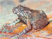  ?? TOM BROWN THE CANADIAN PRESS FILE PHOTO ?? Although some species may be declared extinct, there is a chance they can be rediscover­ed, like the Miles’ Robber Frog.