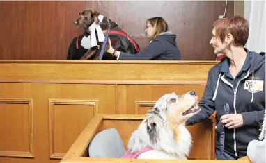  ?? PICTURE: TEDDY BEAR FOUNDATION ?? THERAPEUTI­C: The Teddy Bear Foundation announced an innovative new therapy programme that makes use of trained dogs to help abused children prepare for testifying in court and heal from trauma of abuse.