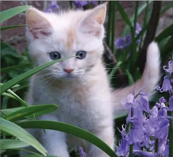  ??  ?? Kittens precisely match the definition of “cuteness”