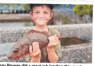  ?? ?? Beau Bevege did a great job landing this great Mangrove Jack on live bait he caught himself.