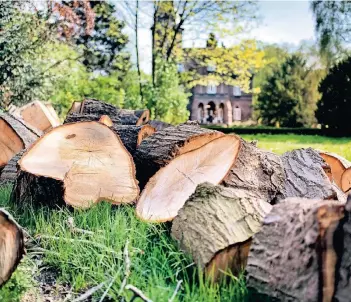  ?? RP-FOTO. MATZERATH ?? Erst gefällt, dann in Stücke zersägt: Im Marienburg­park mussten einige große Bäume für den geplanten Besucher-Parkplatz weichen.