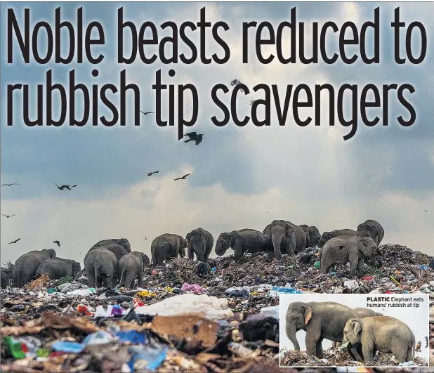  ??  ?? PLASTIC Elephant eats humans’ rubbish at tip