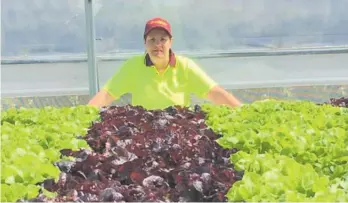  ?? Photo / Supplied ?? Angela Beazer surveys her a hydroponic lettuces.