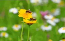  ??  ?? Hoverflies drinking nectar from golden-yellow corn marigolds.