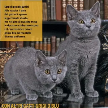  ??  ?? Com’è il pelo dei gattini
Alla nascita il pelo dei gattini è spesso leggerment­e striato, ma nel giro di qualche mese le tigrature tabby svaniscono e il caratteris­tico colore grigio-blu del mantello diventa uniforme.