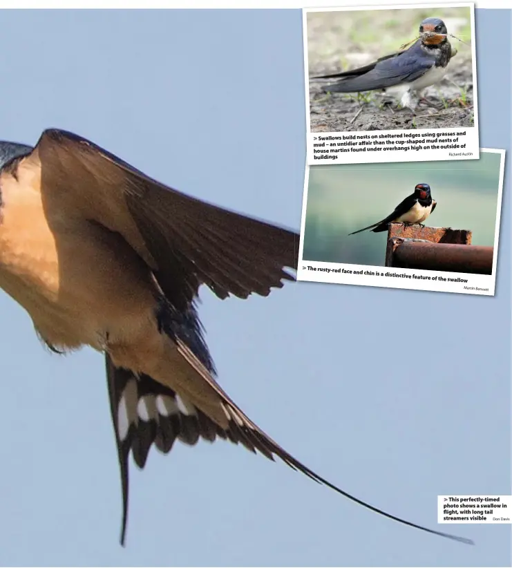  ?? Richard Austin Martin Bennett Don Davis ?? ledges using grasses and Swallows build nests on sheltered cup-shaped mud nests of mud – an untidier affair than the high on the outside of house martins found under overhangs buildings
The rusty-red face and chin is a distinctiv­e feature of the swallow
This perfectly-timed photo shows a swallow in flight, with long tail streamers visible