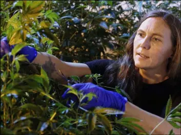  ?? Sue Ogrocki The Associated Press ?? Jessica Baker takes a cutting of a plant Wednesday at the marijuana nursery at Baker Medical in Oklahoma City. She and her husband are part of a green rush that no one anticipate­d when Oklahoma voters approved medical marijuana.