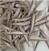  ?? PROVIDED ?? One of the last decent hauls of smelt on the Chicago lakefront came in 2019 by Jef Walczak.
