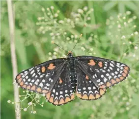  ?? H John Voorhees III/Hearst Connecticu­t Media file photo ?? A Baltimore Checkerspo­t butterfly spotted during an event co-sponsored by the Redding Land Trust and butterfly expert Victor DeMasi to coincide with the annual national butterfly count, on July 1, 2017, in Redding.