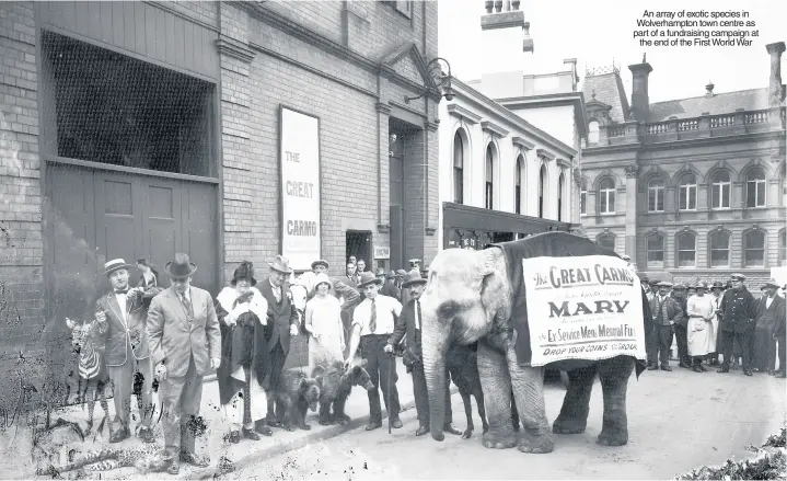  ??  ?? An array of exotic species in Wolverhamp­ton town centre as part of a fundraisin­g campaign at the end of the First World War