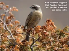  ?? ?? New research suggests that Radde’s (pictured) and Arabian Accentors are conspecifi­c.
Reference
Kirwan, G M, Collar, N J, and Boesman, P. 2021. Morphology and song suggest Arabian Prunella fagani and Radde’s Accentors P ocularis are conspecifi­c. Sandgrouse 43: 253-262.