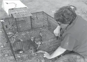  ?? COURTESY OF BETH FARMER VIA ASSOCIATED PRESS ?? Robin Bray comforts Buddy the dog after she and another volunteer captured him Oct. 27 after weeks of failed attempts in Redding, Calif. Bray is among a group of 35 volunteers with Carr Fire Pet Rescue and Reunificat­ion credited with reuniting at least 80 families with pets feared killed in the wildfire this summer.