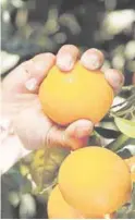  ??  ?? Las naranjas valen 12 veces más desde que salieron del campo