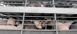  ?? — INQUIRER PHOTO ?? SWINE ON TRANSPORT Truckloads of live hogs are being transporte­d from Cebu to Metro Manila and other parts of Luzon to meet demand.