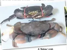  ?? ?? A ‘Bakau’ crab (top) and the regular mud crab.