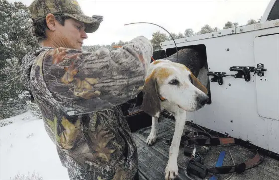  ??  ?? Nevada outdoorswo­man Letha Roberson, 43, collars one of her hunting dogs before taking it out of her pickup Jan. 19 outside the hillside town of Manhattan.