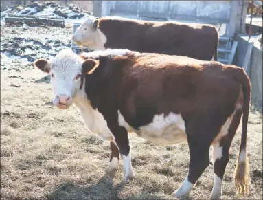  ?? Contribute­d photo ?? A couple of the Gustafson Farm cows enjoy a chilly day.