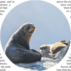  ?? ?? Seals and dolphins can often be seen in Fiordland's Milford Sound.