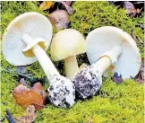  ??  ?? Бледная поганка является самым ядовитым грибом в мире, она относится к роду мухоморов, поэтому также имеет название «мухомор зеленый» (шляпка лесного плода имеет бледнозеле­ный цвет).
