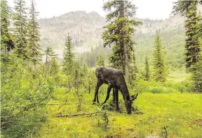  ?? — DAVID MOSKOWITZ ?? A female mountain caribou, one of the last ones from the southern Selkirk Mountains herd, is shown feeding in a wet meadow in B.C., close to the internatio­nal border, last summer.