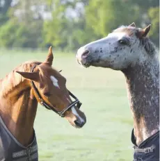  ??  ?? Boisterous behaviour in the field can sometimes lead to injury