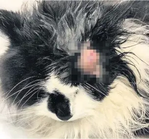  ?? Picture: RSPCA Cymru ?? The RSPCA is warning Whitland cat owners to be vigilant after a cat was shot in the head. Luna returned home with a horrifying wound and was taken to the vets, where an air gun pellet was found in her head.