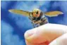  ?? AP PHOTO/TED S. WARREN ?? An Asian giant hornet from Japan is held on a pin in Washington state.