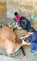  ?? ?? The cow. being treated at the hospital. Despite treatment, the animal is unable to walk