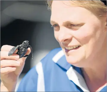  ?? Picture: FREDLIN ADRIAAN ?? LITTLE CUTIE: Ruth Wright from Bayworld holds a baby turtle that washed up at Pollok Beach