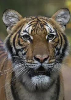  ?? Wildlife Conservati­on Society via AP ?? This undated photo shows Nadia, a Malayan tiger at the Bronx Zoo in New York. Nadia has tested positive for the new coronaviru­s, in what is believed to be the first known infection in an animal in the U.S. or a tiger anywhere, federal officials and the zoo said Sunday.