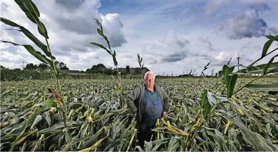  ?? RP-FOTOS: MARKUS VAN OFFERN ?? Landwirt Johannes Reimer auf seinem Feld an der Gocher Landstraße. Dort steht nach dem Sturm kaum noch eine Maispflanz­e aufrecht.