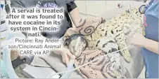  ?? Picture: Ray Anderson/Cincinnati Animal CARE via AP ?? A serval is treated after it was found to have cocaine in its system in Cincinnati.