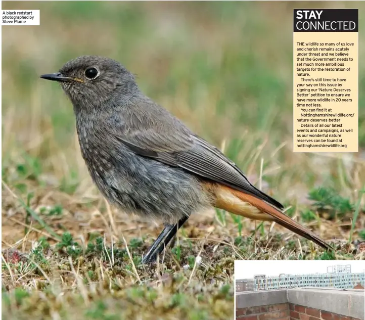  ?? ?? A black redstart photograph­ed by Steve Plume