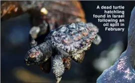  ?? ?? A dead turtle hatchling found in Israel following an oil spill in February
Photo: Huseyin Yorgancı