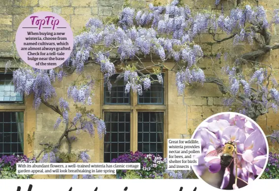  ??  ?? With its abundant flowers, a well-trained wisteria has classic cottage garden appeal, and will look breathtaki­ng in late spring Great for wildlife, wisteria provides nectar and pollen for bees, and shelter for birds and insects
