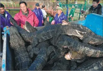  ?? WU FANG / FOR CHINA DAILY ?? Some of the 10,000 Chinese alligators in a feeding pond are moved to their winter home at the National Chinese Alligator Natural Reserve in Xuancheng, Anhui province, on Monday. The reptiles, a Class 1 protected species in China, are coldbloode­d, so...