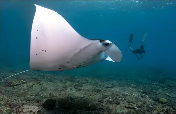  ?? IMAGE: Andrea Marshall (Marine Megafauna
Foundation) ?? ABOVE: Freediver with manta ray