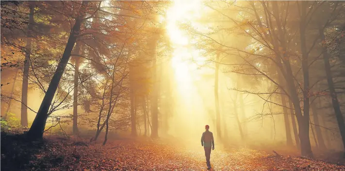  ?? Picture: Getty Images. ?? A walk in the woods, by whatever name, is good for what ails you... and just as much of a tonic if there’s nothing the matter.