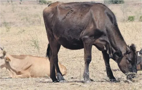  ?? EL DEBATE ?? > Reportan la muerte de ganado por falta de agua en la entidad.