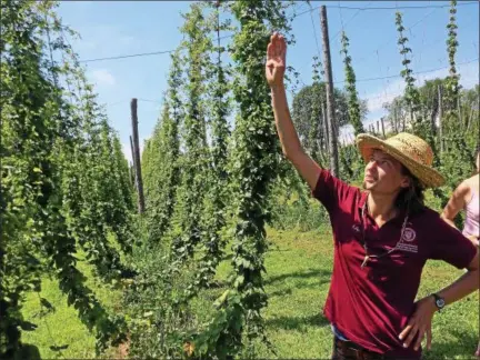  ?? PHOTOS BY PAUL POST — PPOST@DIGITALFIR­STMEDIA.COM ?? Washington County Cooperativ­e Extension agent Lily Calderwood explains the various growth stages of hops plants.