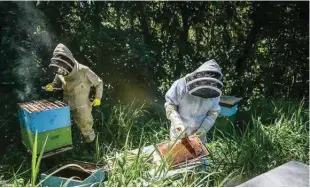  ?? — AFP photos ?? Beekeeper Maria Zoila Acevedo and biologist German Perilla check a beehive in the municipali­ty of Socorro in Santader departamen­t, Colombia, on Dec 3, 2023.