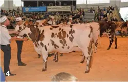  ??  ?? 4: There were 550 dairy cows on show and judging competitio­ns were held for Holstein, Jersey, Swiss Brown and Montbéliar­de (pictured here) breeds. 4