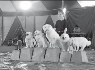  ??  ?? ABOVE The American Eskimo Escapades were the cutest of all the entertainm­ent—you could tell by the “aws” of the crowd when they first entered the ring. Natalie Cainan has done well training her dogs for the show.