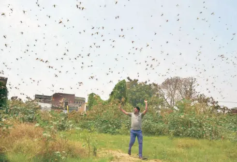  ??  ?? LOCUSTS
swarming residentia­l areas of Prayagraj on June 11.