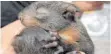  ?? FOTO: DPA ?? Viele Tierbabys sind nicht in Not. Im Gegensatz zu diesem Eichhörnch­en, das aus dem Nest gefallen ist.