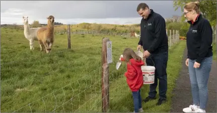  ??  ?? Michael Keating his wife Niamh Morris and daughter Emily feeding the alpacas.