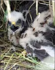  ??  ?? Hen harrier families are returning to the Angus Glens