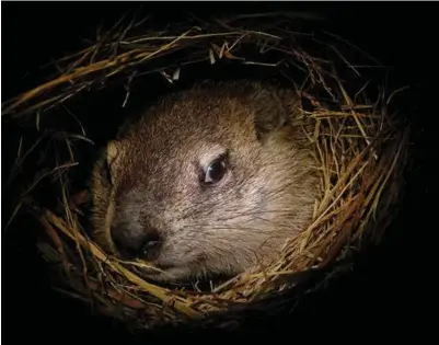  ??  ?? Ci-contre: pendant cinq mois et demi, la températur­e corporelle de la marmotte chute aux alentours de
6°C et son coeur ralentit à quatre ou cinq pulsations par minute. Elle se réveille environ toutes les deux, trois ou quatre semaines pour faire ses besoins, manger et se dégourdir. Elle effectuera ainsi près de dix cycles, sa températur­e passant à chaque fois de 37 à 6°C. C’est durant ces phases de réveil qu’elle consomme
90% de ses réserves de graisse.